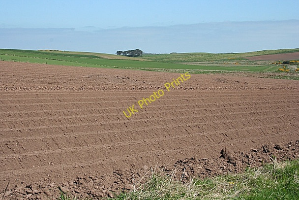 Photo 6"x4" Tattie Field at Barras Catterline c2008