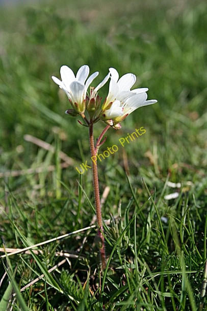 Photo 6"x4" Meadow Saxifrage (Saxifraga granulata) Inverbervie c2008