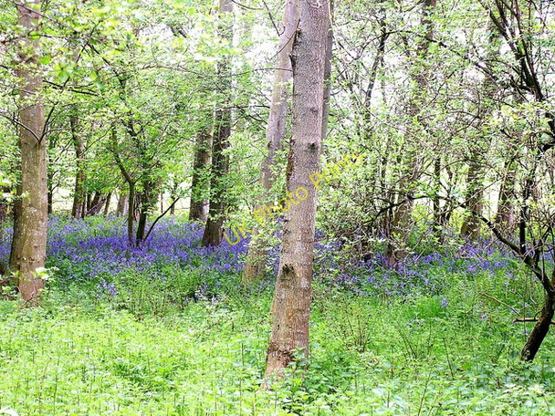 Photo 6"x4" Bluebells in wood at Whitelee Belford\/NU1033 c2008