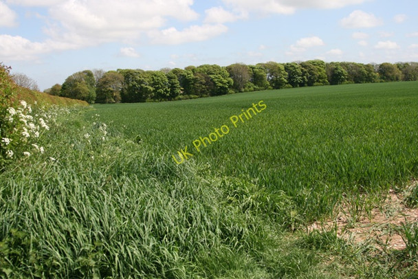 Photo 6"x4" East Plantation, Walkington Wold High Hunsley c2008