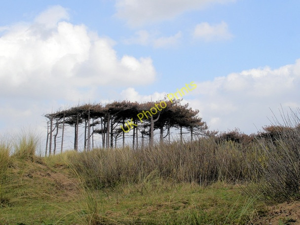 Photo 6"x4" Scots pines at Formby NT reserve Formby c2008