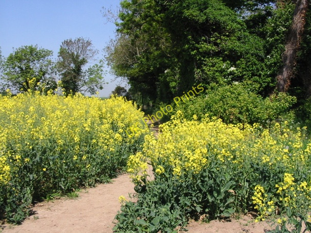Photo 6"x4" Footpath to Ripple Ringwould c2008
