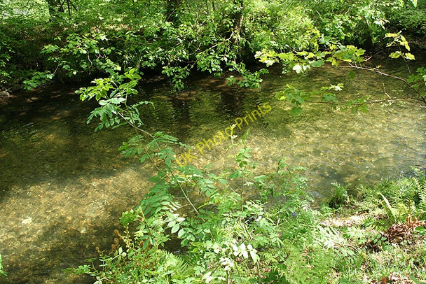 Photo 6"x4" Buckland Monachorum: on the banks of the Walkham Grenofen c2008