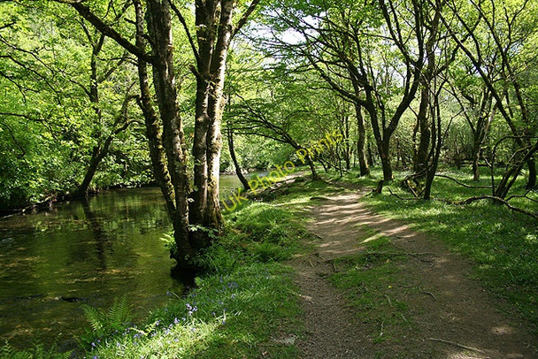 Photo 6"x4" Buckland Monachorum: footpath beside the Walkham Grenofen c2008
