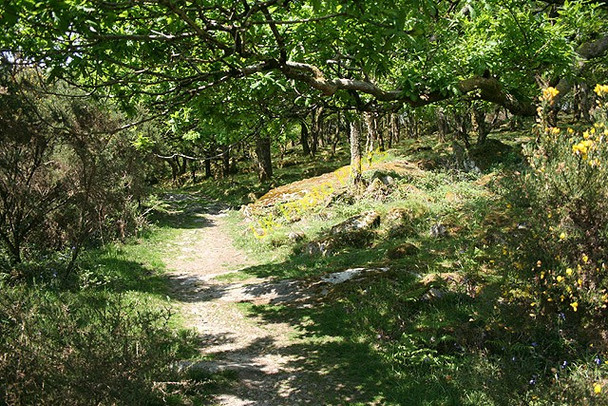 Photo 6"x4" Walkhampton: bridleway in oak wood Sampford Spiney c2008