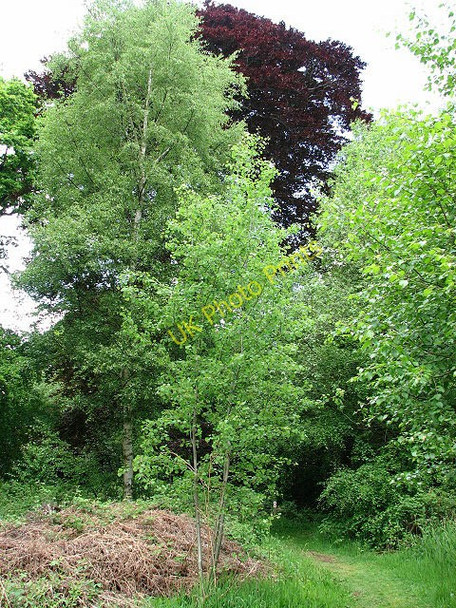 Photo 6"x4" Birches and beeches Browston Green c2008