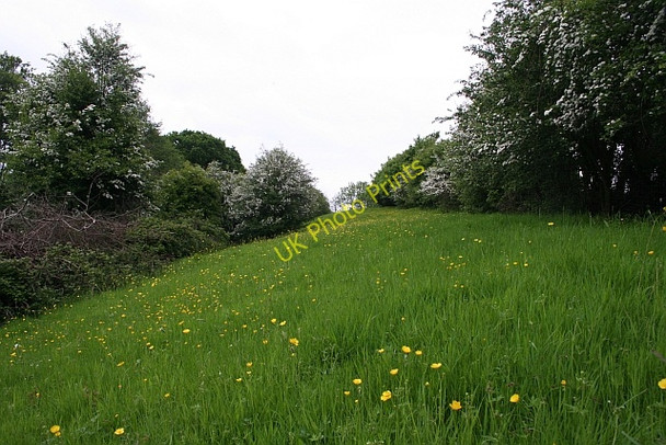 Photo 6"x4" Hawthorn blossom & buttercups Church End\/SO8341 c2008
