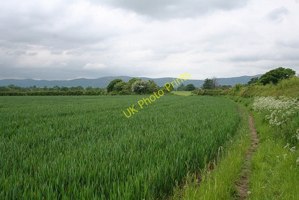 Photo 6"x4" The path to Gilbert's End Church End\/SO8341 c2008