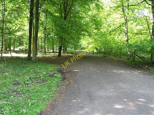 Photo 6"x4" Forest track heads southwest Cannop c2008
