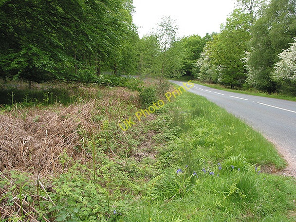 Photo 6"x4" Through the forest to Parkend Parkend\/SO6108 c2008