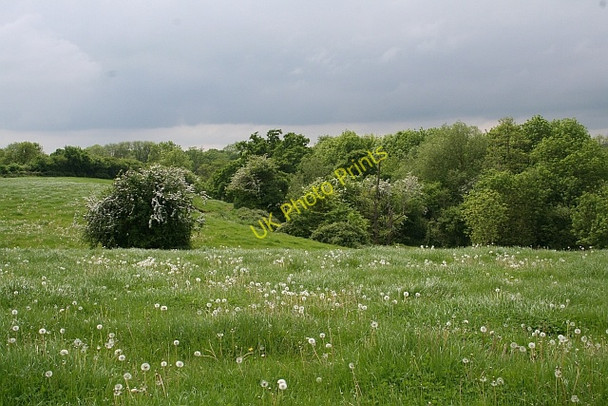 Photo 6"x4" Dandelion meadow. Church End\/SO8341 c2008
