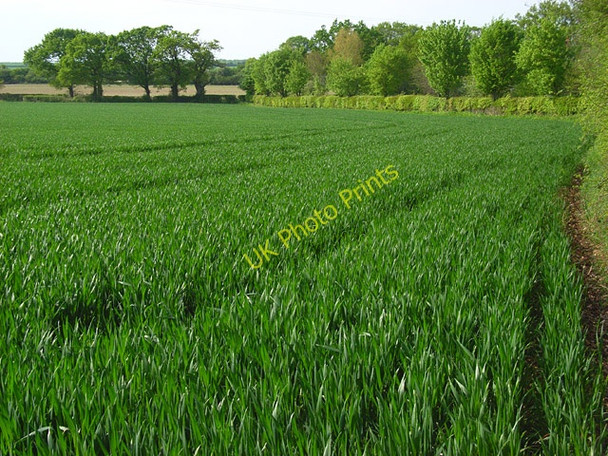 Photo 6"x4" Farmland, Brown Candover Brown Candover c2008