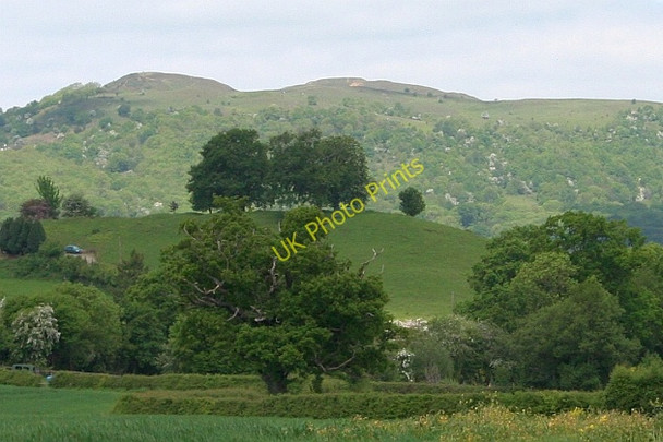 Photo 6"x4" Commemorative hill top trees, Coombe Green Birts Street c2008