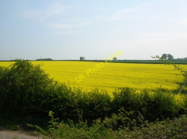 Photo 6"x4" Rape over the Gardham Road Gardham c2008