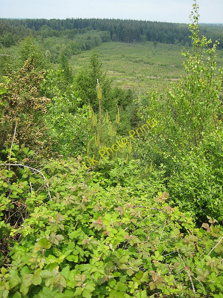 Photo 6"x4" View over the forest from New Fancy View Parkend\/SO6108 c2008