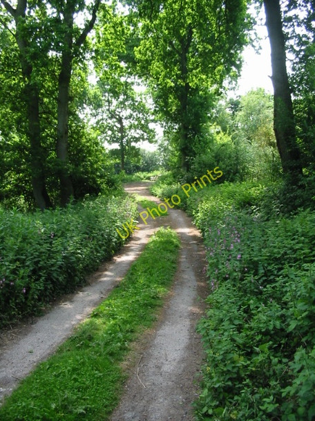 Photo 6"x4" Track through the woods off Swanton Lane Chalksole c2008