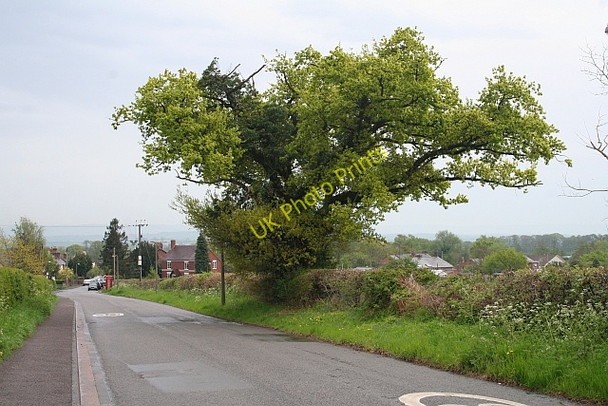Photo 6"x4" Old oak tree Brand Green\/SO7641 c2008