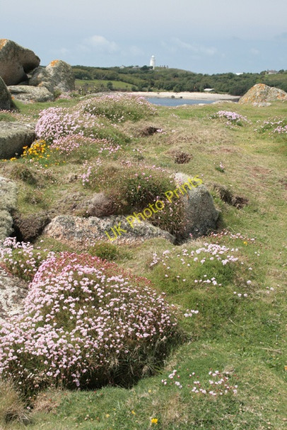Photo 6"x4" Sea Thrift Hugh Town c2008