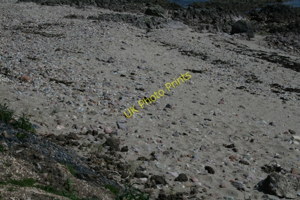 Photo 6"x4" Oystercatcher, Keil Southend\/NR6908 c2008