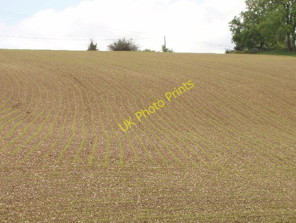 Photo 6"x4" Seedlings near Hollandridge Farm Greenfield\/SU7191 c2008