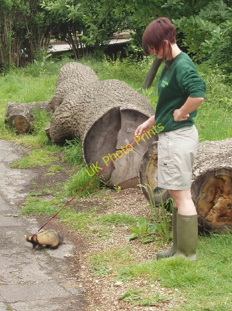 Photo 6"x4" Walking a ferret at London Zoo Camden Town c2008