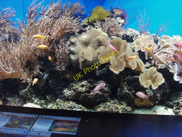 Photo 6"x4" Aquarium with coral at London Zoo Camden Town c2008