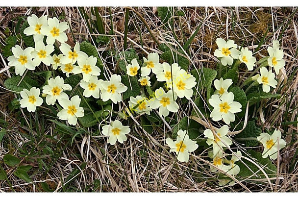 Photo 6"x4" Primrose (Primula vulgaris) Inchnadamph c2008