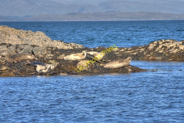 Photo 6"x4" Seal Colony, Garbh Sgeir Galmisdale c2008