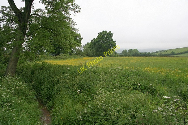 Photo 6"x4" Meadow, Longdon Marsh Birtsmorton c2008