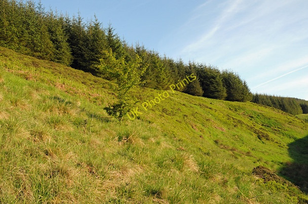 Photo 6"x4" Edge of the Forest on Skymore Hill Thorter Burn\/NO0110 c2008