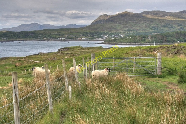 Photo 6"x4" Gate On Ru Arisaig Forest Arisaig\/Arasaig c2008