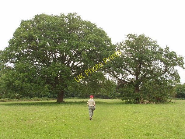 Photo 6"x4" Large oak trees in field by Littleworth Common Littleworth Common\/SU9386 c2008
