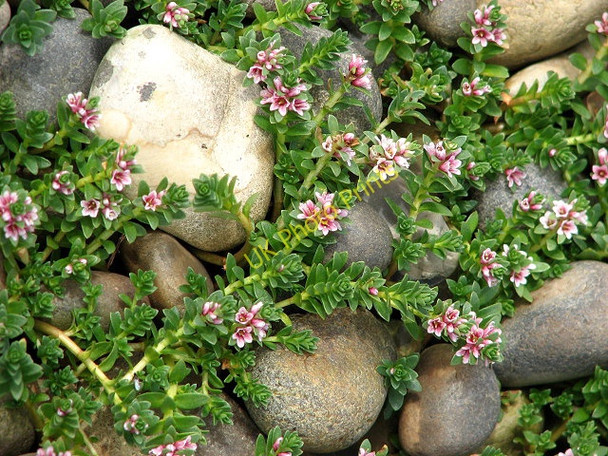 Photo 6"x4" Stabilising the shingle ridge Salthouse\/TG0743 c2008