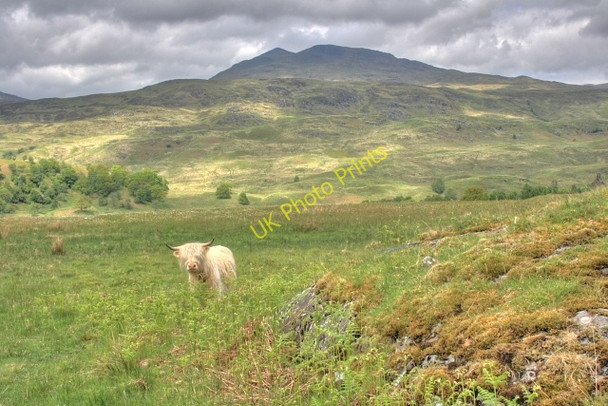 Photo 6"x4" Field Near Coirechaorach Allt Riobain c2008