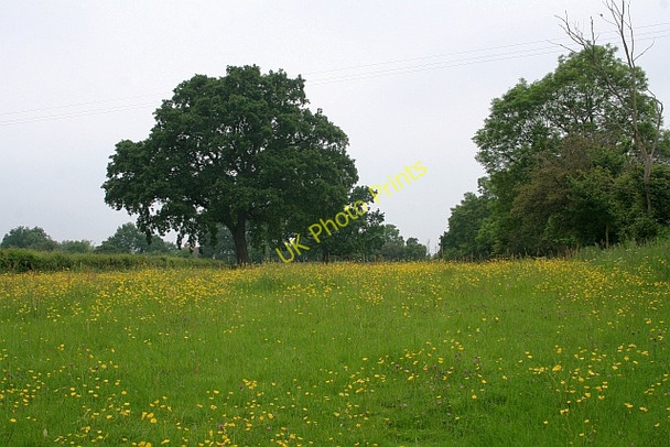 Photo 6"x4" Meadow from Bannut Tree Lane Birts Street c2008