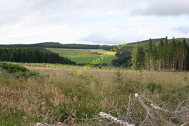 Photo 6"x4" Rosarie Forest Mulben c2007