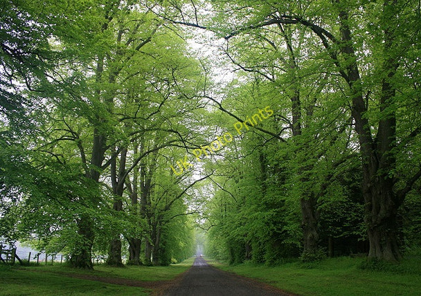 Photo 6"x4" The drive leading to Chillingham Castle Newtown\/NU0425 c2008