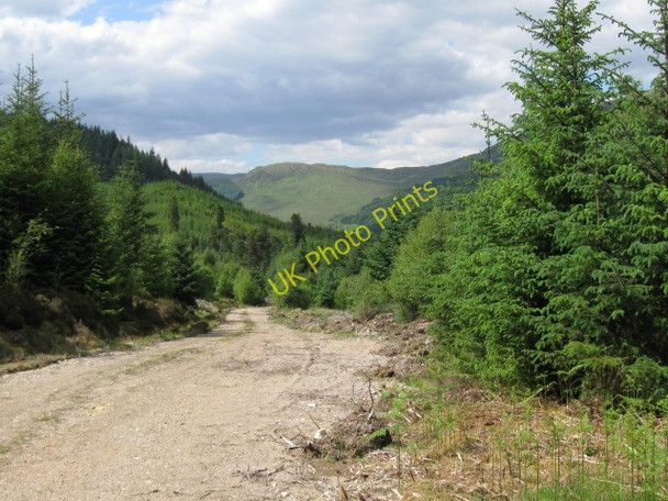 Photo 6"x4" Forest track Muirshearlich c2008