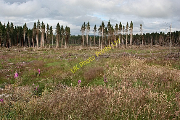 Photo 6"x4" Rosarie Forest Towiemore c2007