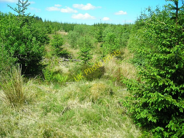 Photo 6"x4" Forest of Ae Holehouse Hill c2008