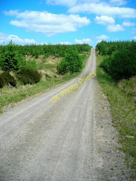 Photo 6"x4" A Track in Forest of Ae Holehouse Hill c2008