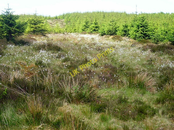 Photo 6"x4" Forest of Ae Holehouse Hill c2008