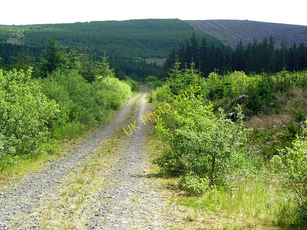 Photo 6"x4" Track in Forest of Ae Holehouse Hill c2008