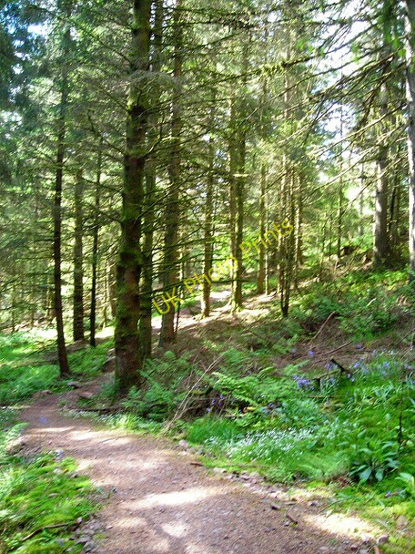 Photo 6"x4" Cycle Trail in Forest of Ae Ae c2008