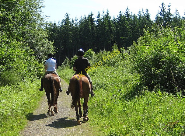 Photo 6"x4" Woodland riders Dancing Green c2008