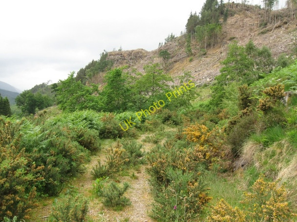 Photo 6"x4" Forestry track Clunes c2008 P1