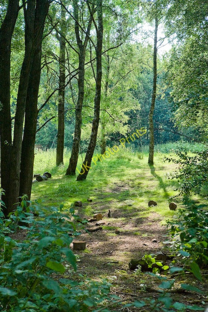 Photo 6"x4" Woodland scene near Blashford Lakes Education Centre Ringwood\/SU1505 c2008