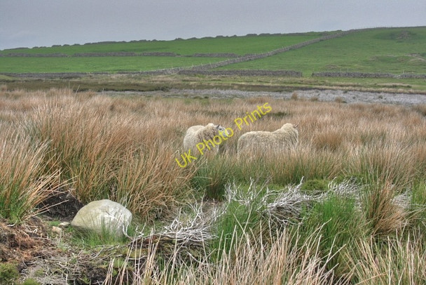 Photo 6"x4" Rough Pasture, Marrick Moor Washfold\/NZ0502 c2008