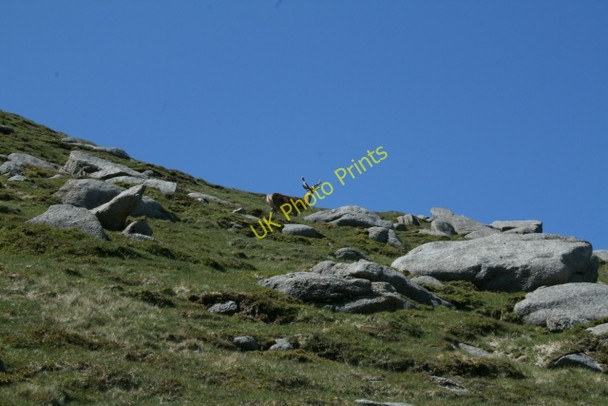 Photo 6"x4" Deer on North Goat Fell (2) Corrie\/NS0243 c2008