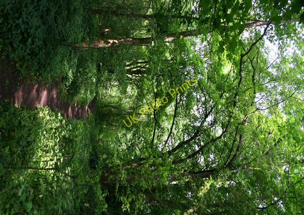 Photo 6"x4" Woodland path near River Doe Ingleton\/SD6973 c2008
